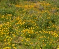 PICTURES/McDowell Preserve Scenic Trail/t_Poppies.jpg